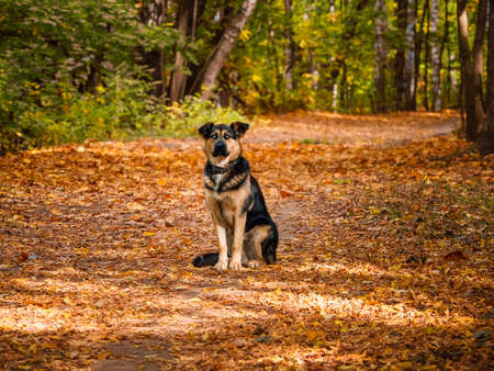 Sheepdog sits on an alley in the autumn forest.の写真素材