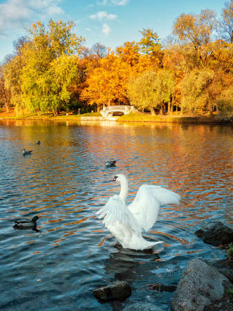 White swan flaps its wings in an autumn parkの写真素材