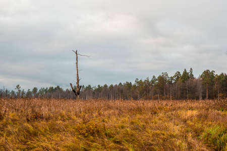 A lone tree burned by lightning in a swamp. Swamp in the North in autumn