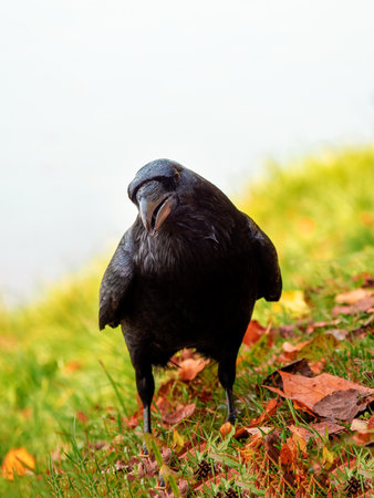 Curious big black raven posing in an autumn meadow, portrait of a black Raven.