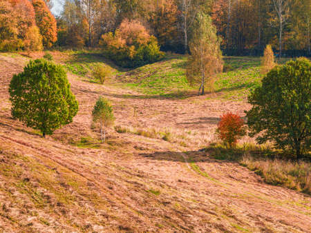 An old apple orchard, trees in a row on a green lawn. People walk along the path between the trees. Moscow.の写真素材