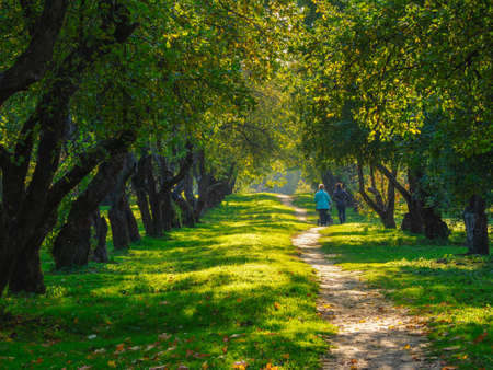 An old apple orchard, trees in a row on a green lawn. People walk along the path between the trees....