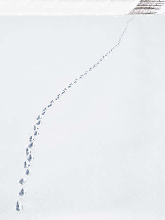 Long foot trail on the clear snow going into the distance. Vetricalny view.の写真素材