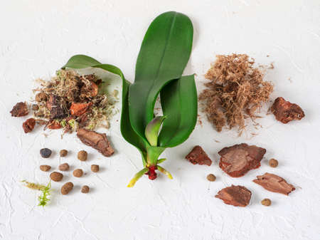 Resuscitation of orchids. Growing roots in orchids.の写真素材