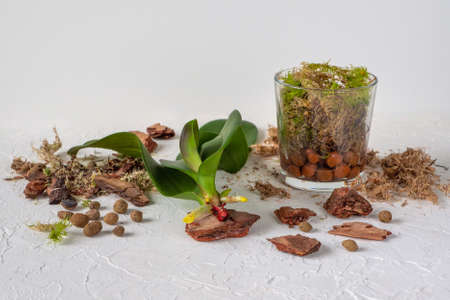 Forest cleaning. A road through the morning spring forest. Spring clearing the forest of dead wood. Forest alley with piles of branches prepared for export.の写真素材