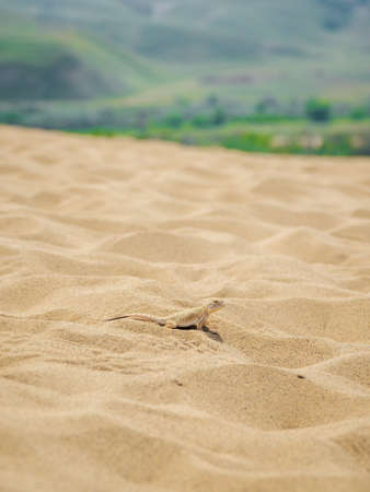 Scenic path to the Sarykum barkhan. Sand mountain in the Caucasus. Dagestan, Russia.の写真素材