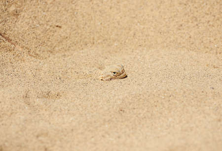 Scenic path to the Sarykum barkhan. Sand mountain in the Caucasus. Dagestan, Russia.の写真素材