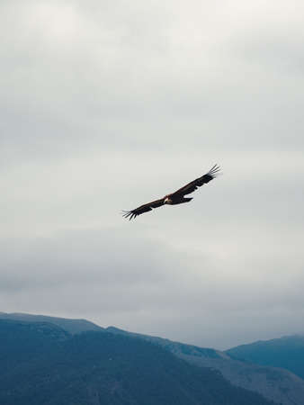 Griffon Vulture Gyps fulvus flying on the sky over the mountains, vertical view.の写真素材