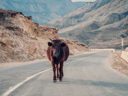 A cow on a mountain highway. Landscape of the Dagestan Mountains, a mountain road and a lone cow.の写真素材