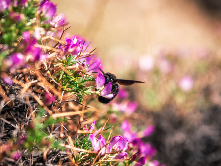 Great carpenter bumblebee (Xylocopa) collecting pollen and nectar from beautiful purple flowers Onobrychis cornuta.の写真素材