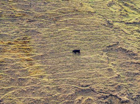 Texture of a mountain slope. Steep mountain slope with grazing cow. Green highland pasture. Mountain...