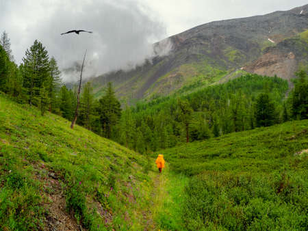 Dark atmospheric foggy mountain landscape. Lichens on sharp stones. Stone field in dense fog in...