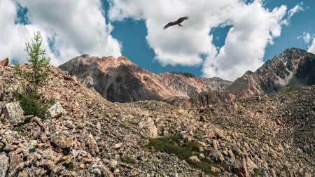 Selective focus. The Scotch argus (Erebia aethiops) lives in green meadows in Altai mountains.の写真素材