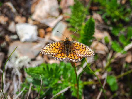 Small Pearl-bordered Fritillary butterfly (euphydryas iduna) on green juniper, close up.の写真素材