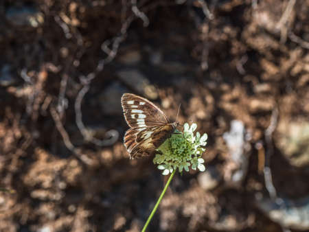 Bright imago Chazara briseis, the hermit, is a butterfly species belonging to the family Nymphalidae.の写真素材