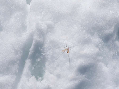 Impressive mountain landscape with a huge snowy mountain and a glacier illuminated by the sun among high rocks. Stunning alpine scenery with a large glacier on top of the mountain.の写真素材