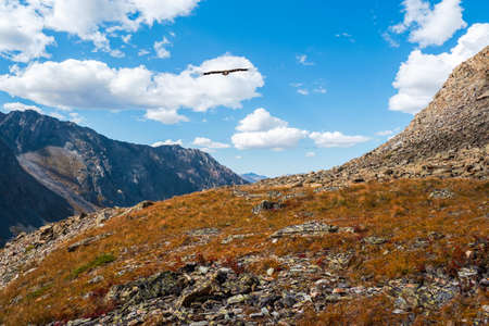 Scattering of stones, granite rock. Rocky mountain slope, chaotic mountain landscape.