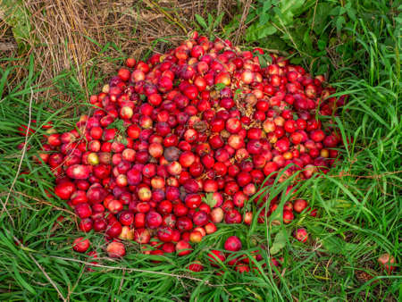 Sunny alley with birches in the autumn forest. Autumn leaf fall. A path in a sunny autumn park with falling leaves. Vertical view.の写真素材