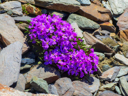 Purple mountain flowers background. Bush Aubrieta plant with purple small blossom grow in stone gardenの写真素材