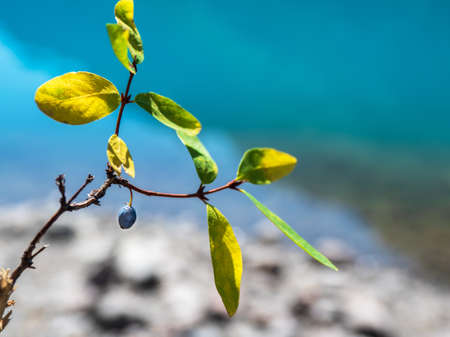 Macro of violet globe-flower at the foot of the Altai Mountains on a sunny summer day.の写真素材