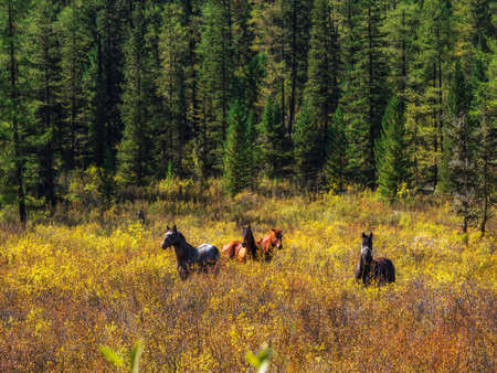 Horses grazing among autumn shrubs against the background of a mountain coniferous forest.の写真素材