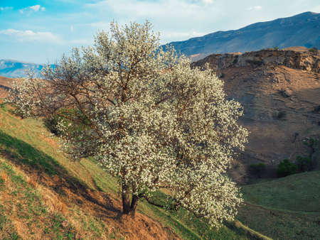 Panoramic view of stone riverbed in the autumn Alpine highlands. The riverbed without water, the drought at the autumn. The riverbed is paved with stones.の写真素材