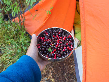 Selectiv focus. Deep in the forest. Sunny forest with cranberries. Wild berries close-up. Vertical view.の写真素材
