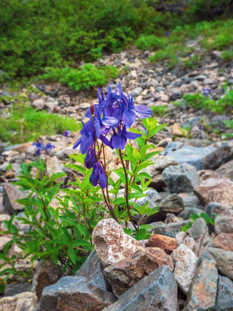 Reservoir during a drought, a rocky shoal. A pile of rocks on the muddy bottom. Turquoise water of a mountain river.の写真素材