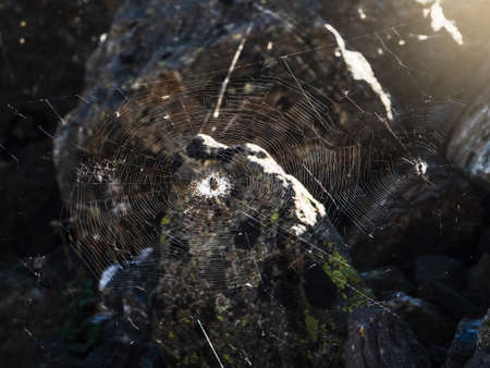 Wonderful alpine landscape with orange autumn dwarf birch on foot of rocky mountain in sunshine. Motley mountain scenery with gray rocks in golden fall colors. Autumn in mountains.の写真素材