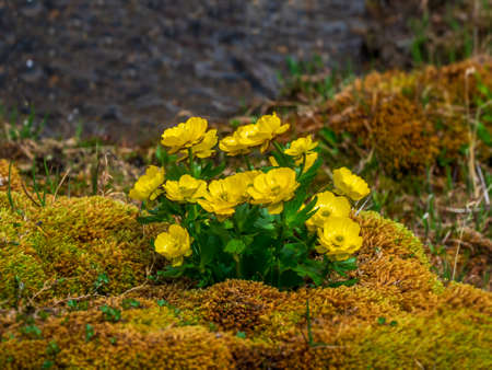 Selectiv focus. Bush of yellow flowers Ranunculus glacialis commonly known as glacier buttercup or...