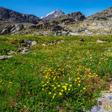 Summer square background of the Alpine highlands. Blooming meadow of the highlands.