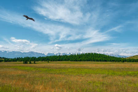 Background of agricultural field with coniferous forest and mountains. Autumn wide steppe under blue cloudy sky. Sky with mountains in the background.の写真素材