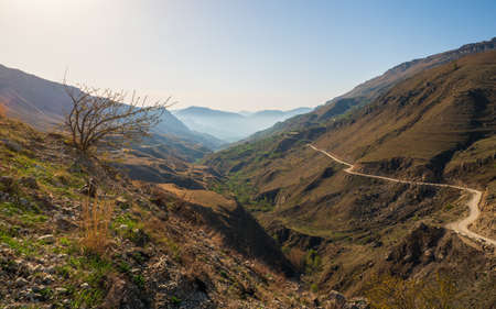 Atmospheric green forest landscape. Minimalist scenery with edge coniferous forest and rocks in light mist. Mountain alpine woodland.の写真素材