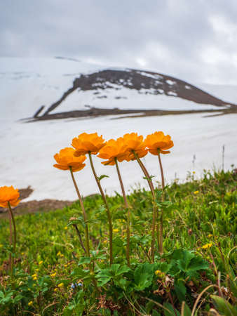 Selectiv focus. Trollblume in spring Globeflower in front of the white glacier. Green Alpine...