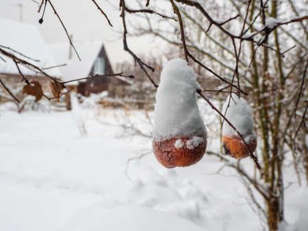 Frozen red apple that stayed on the tree are covered with a layer of snow in the winter months. Severe frosts, sudden winter, difficult times concept. Vertical view.の写真素材