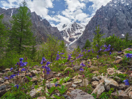 Blooming Alpine meadow. Alpine green summer meadow with blooming yellow flowers over blue lake. Alpine highlands. Blooming meadow of the highlands. Trollblume in spring Globeflower.の写真素材