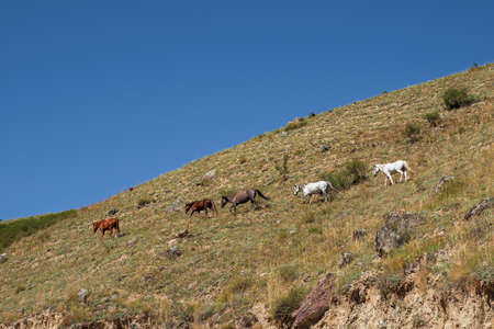 Herd of horses on a steep mountain slope.の写真素材