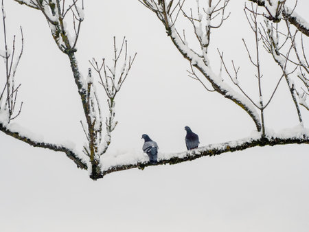 Two pigeons on a branch, winter minimalism of nature. Birds in the winter. The hard life of animals and birds in winter concept.の写真素材
