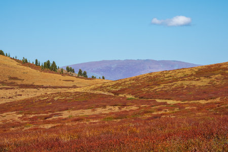 Camping on the summer green high-altitude plateau. Overcast landscape with vivid orange tent in sunlit green meadow with view to snow mountains and blooming purple flowers.の写真素材