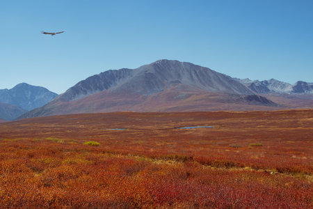 Camping on the summer green high-altitude plateau. Overcast landscape with vivid orange tent in sunlit green meadow with view to snow mountains and blooming purple flowers.の写真素材