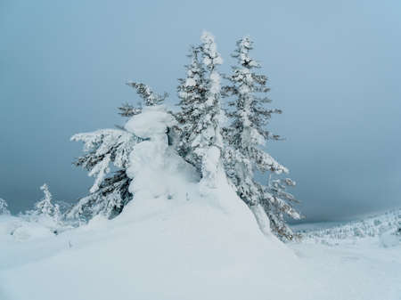 Minimalistic magical whimsical silhouette of the spruce is plastered with snow. Harsh Arctic nature. Mystical fairy tale of a winter sunny forest. Snow-covered Christmas tree against a clear blue sky.の写真素材