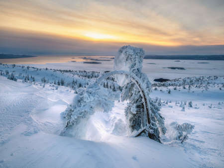 Blizzard in the winter park. Tree under snow cover. Crooked tree in the winter. Minimalistic winter landscape. copyspace.の写真素材