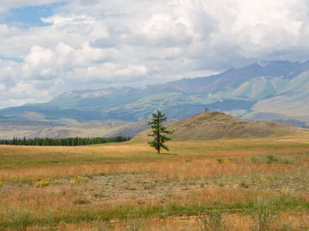 Dramatic view to old cedar tree in sunlit steppe against green large mountains in low clouds after rain. Bright landscape with high mountain range in rain and steppe in sunlight in changeable weather.の写真素材