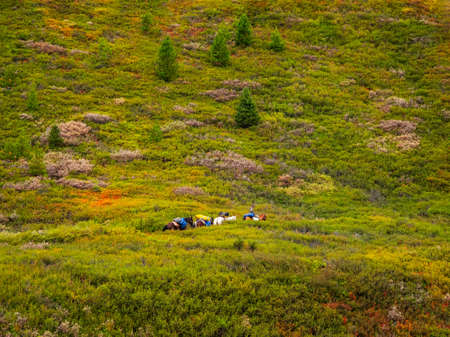 Small caravan on distance of horses on a summer mountain slope goes through thickets of dwarf birch.の写真素材