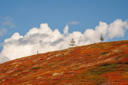 Sunny light on the golden autumn mountain slope. Sunny light through dark heavy thunderstorm clouds before rain. dramatic cloudscape. Big rainy cloud over the autumn valley. minimalist view.の写真素材