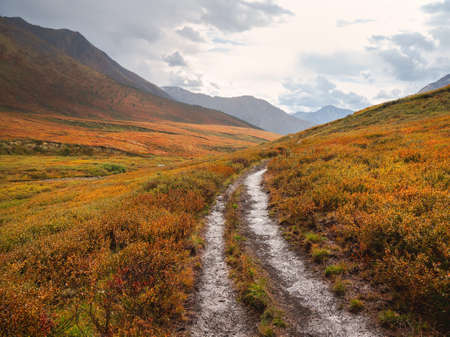 Bright sunny autumn landscape with sunlit gold valley and winding trail through dwarf birch on mountainside under dramatic sky. Awesome alpine scenery with beautiful mountains in golden sunshine.の写真素材