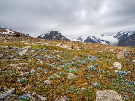 Alpine forget - me - nots flower meadow. Blooming Alpine Meadow. Alpine green summer meadow with blooming purple flowers. Alpine highlands. Blooming forget - me - nots meadow of the highlands.の写真素材