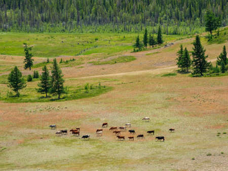 Bright atmospheric scenery on top of mountain ridge above clouds in thick low clouds. Beautiful landscape with spotted mountain range with sunlight under dense clouds. vertical view.の写真素材