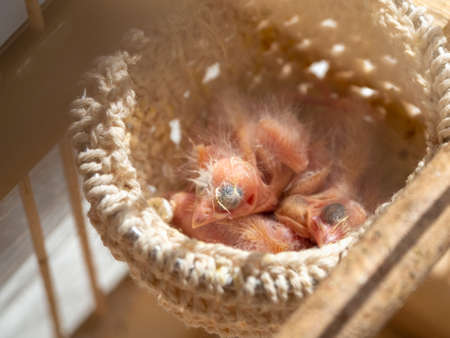 selective focus. Funny young songbird orange canary sings on a dark background. Breeding songbirds at home.の写真素材