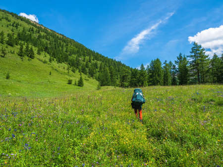 Summer alpine trekking, climbing through a green meadow with various grasses through a high-altitude coniferous forest. solo trekking.の写真素材